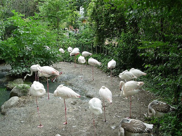 Шьонбрун - най-старата зоологическа градина в света (Schonbrunn Zoo)